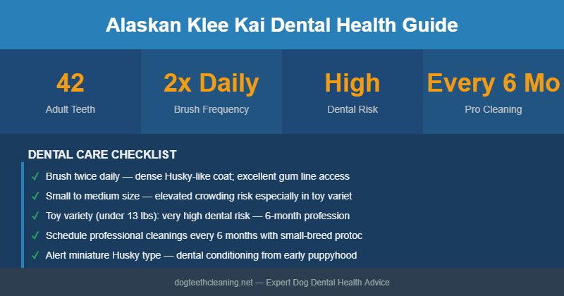 Alaskan Klee Kai dental health infographic