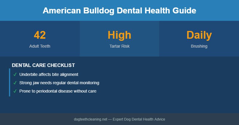 American Bulldog dental health infographic