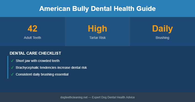 American Bully dental health infographic