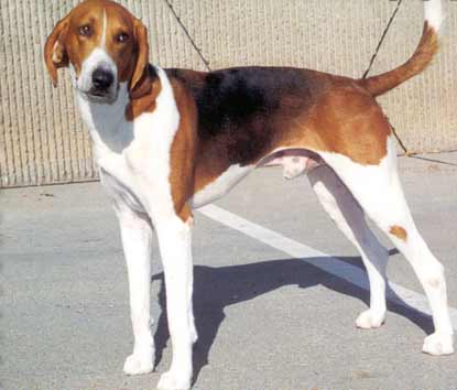 american foxhound teeth