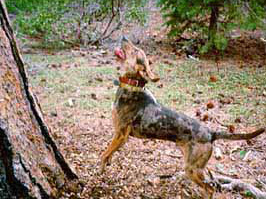 american leopard hound teeth