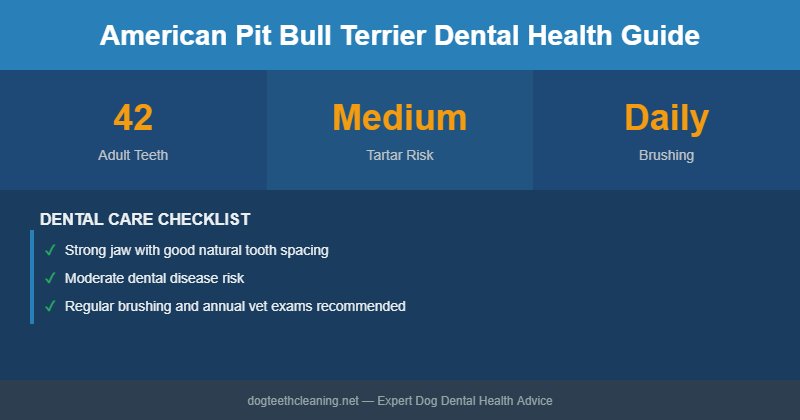 American Pit Bull Terrier dental health infographic