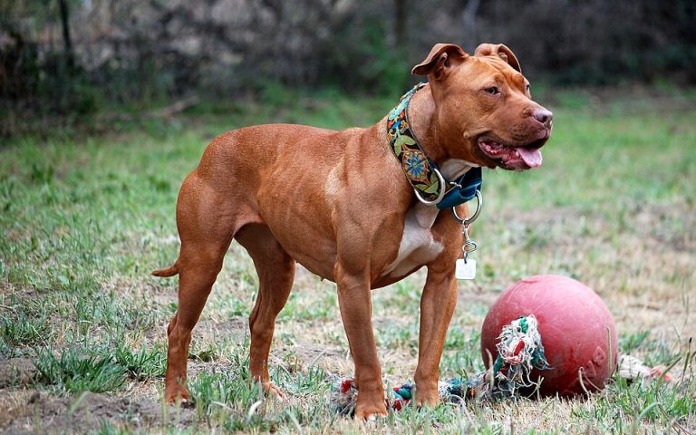 american pit bull terrier teeth