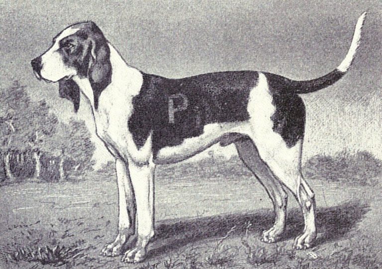 artois hound teeth