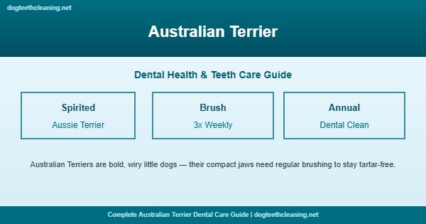 Australian Terrier teeth cleaning and dental care guide