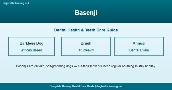 Basenji teeth cleaning and dental care guide
