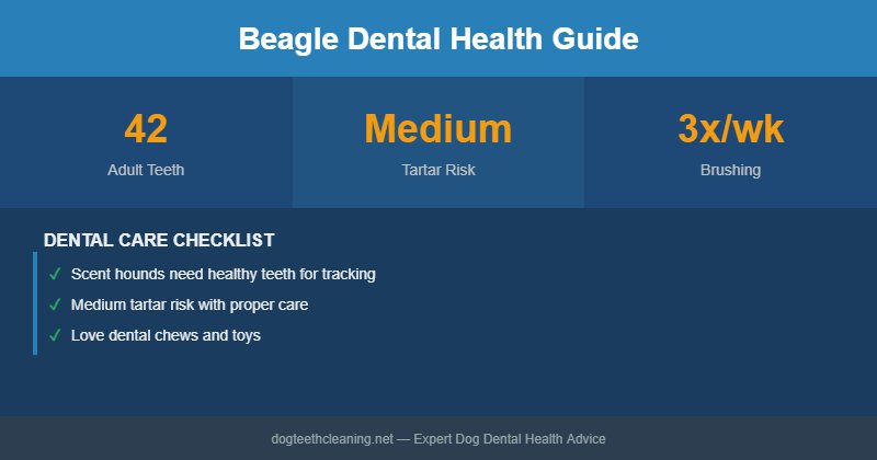 Beagle dental health infographic