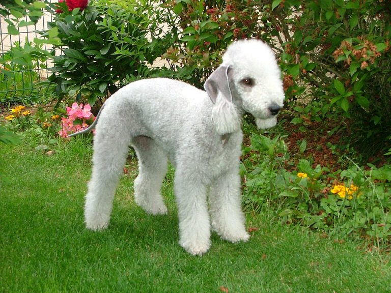 bedlington terrier teeth