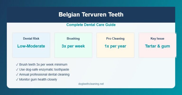 Belgian tervuren teeth care infographic showing dental risk level, brushing schedule and care routine