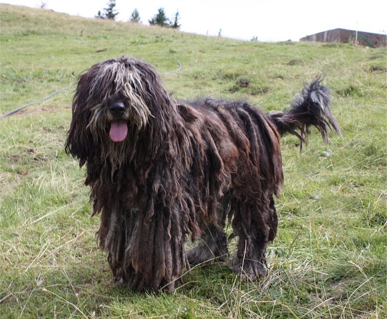 bergamasco shepherd teeth