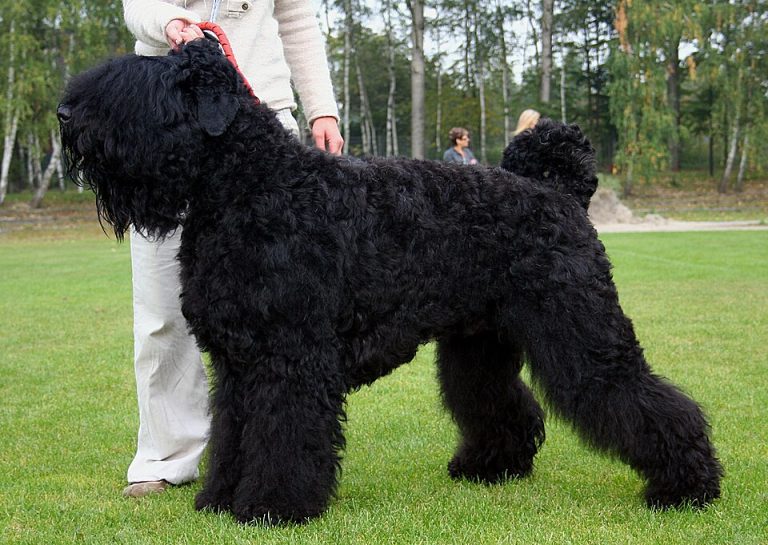 black russian terrier teeth