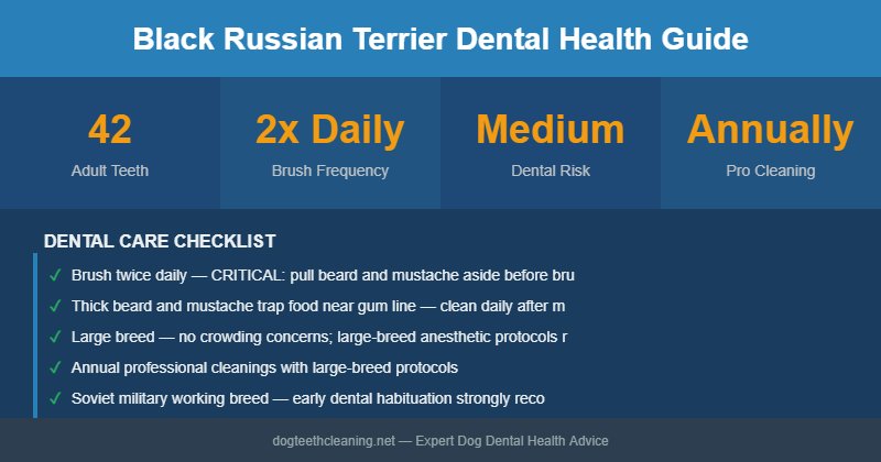 Black Russian Terrier dental health infographic