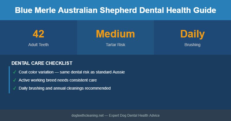 Blue Merle Australian Shepherd dental health infographic