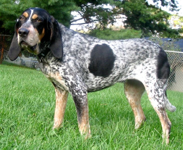 bluetick coonhound teeth