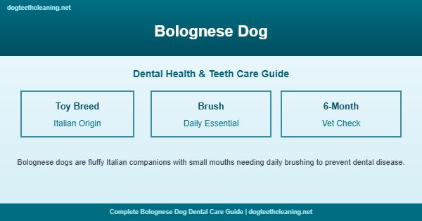 Bolognese dog teeth cleaning and dental care guide