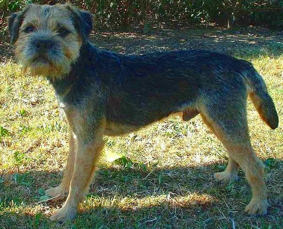 border terrier teeth