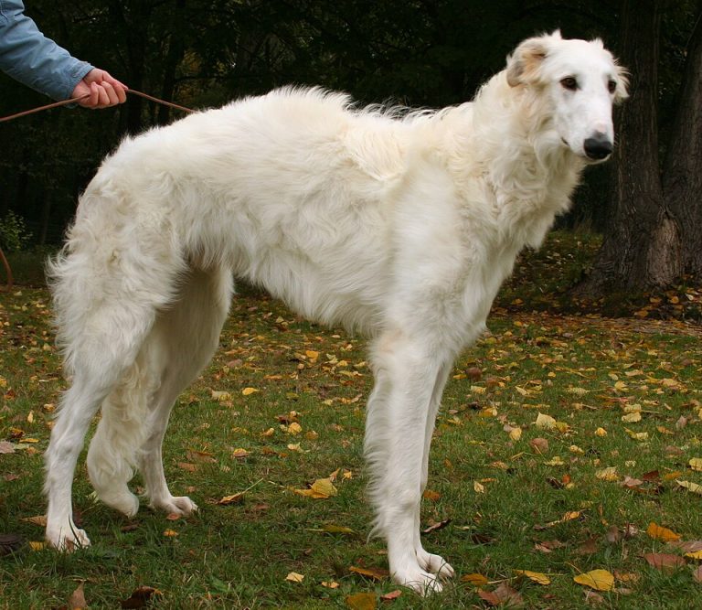 borzoi teeth