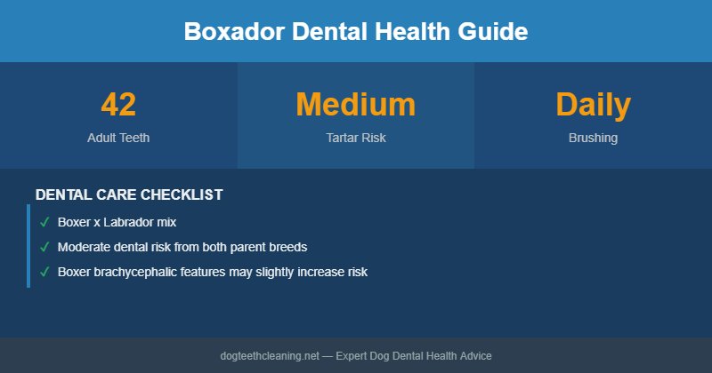 Boxador dental health infographic