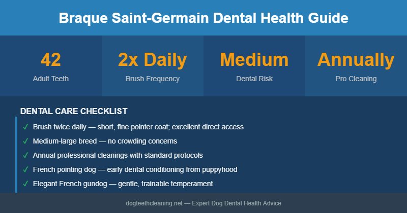 Braque Saint-Germain dental health infographic