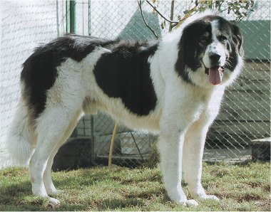 bucovina shepherd dog teeth