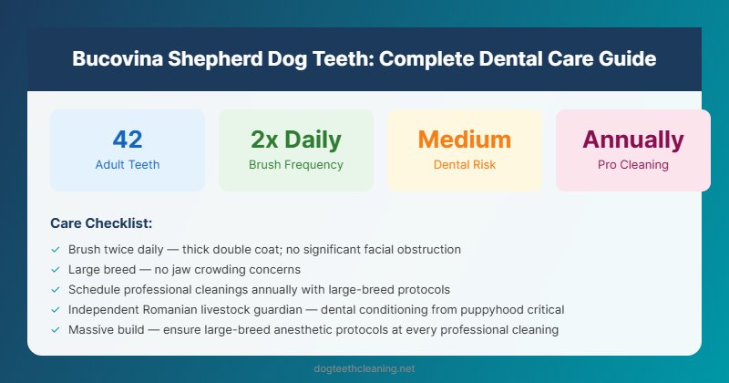 bucovina shepherd dog teeth dental care guide infographic