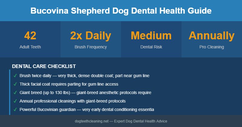 Bucovina Shepherd Dog dental health infographic