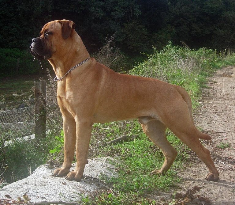 bullmastiff teeth