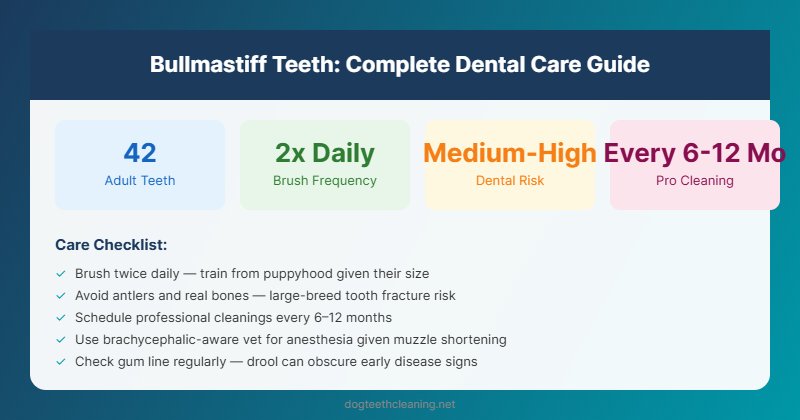 bullmastiff teeth dental care guide infographic