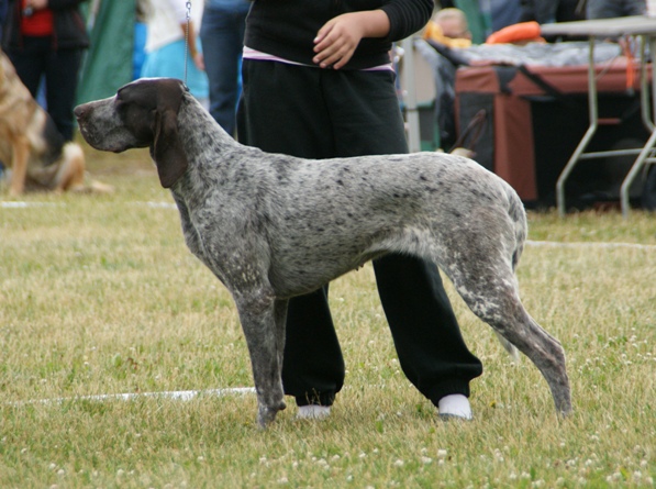 burgos pointer teeth