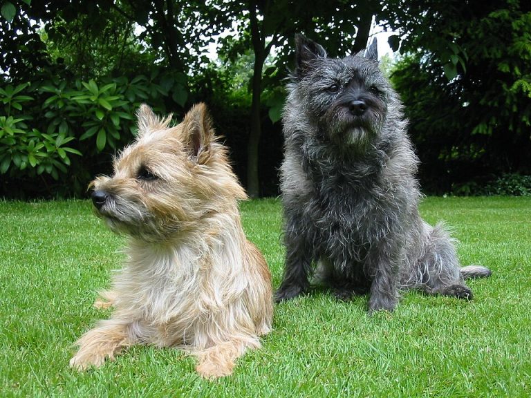 cairn terrier teeth