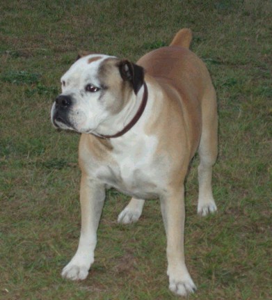 campeiro bulldog teeth