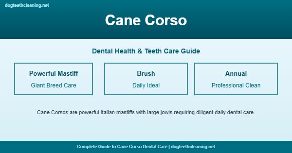 Cane Corso teeth cleaning and dental care guide