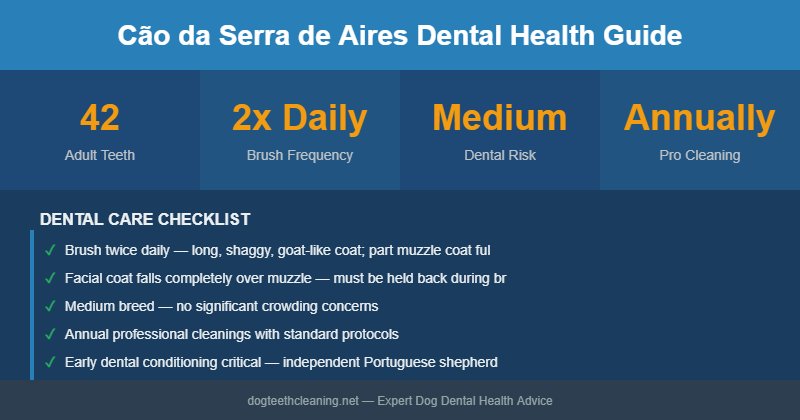 Cão da Serra de Aires dental health infographic