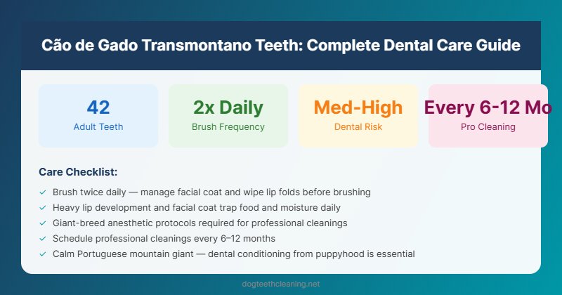 cao de gado transmontano teeth dental care guide infographic