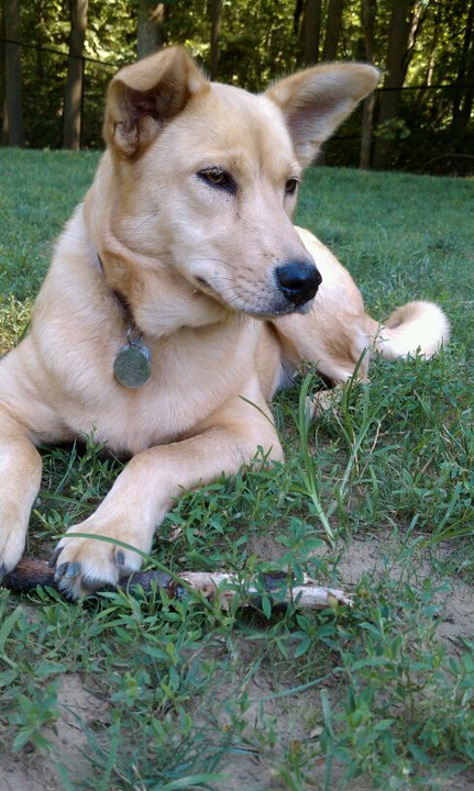 carolina dog teeth