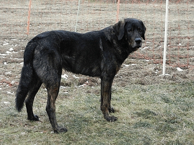 castro laboreiro dog teeth