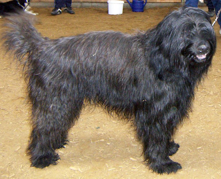 catalan sheepdog teeth