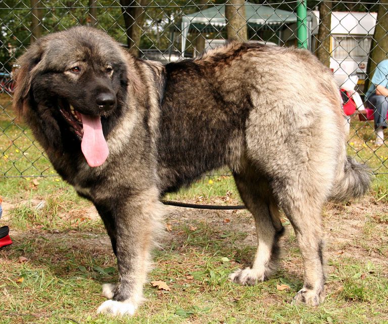 caucasian shepherd dog teeth