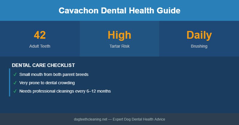 Cavachon dental health infographic