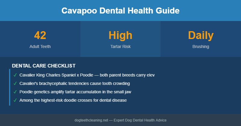 Cavapoo dental health infographic