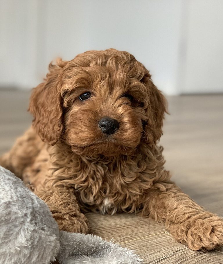 cavapoo teeth