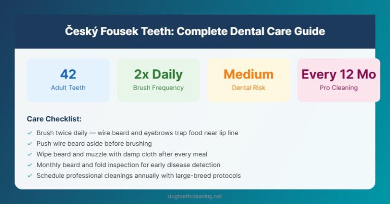 cesky fousek teeth dental care guide infographic