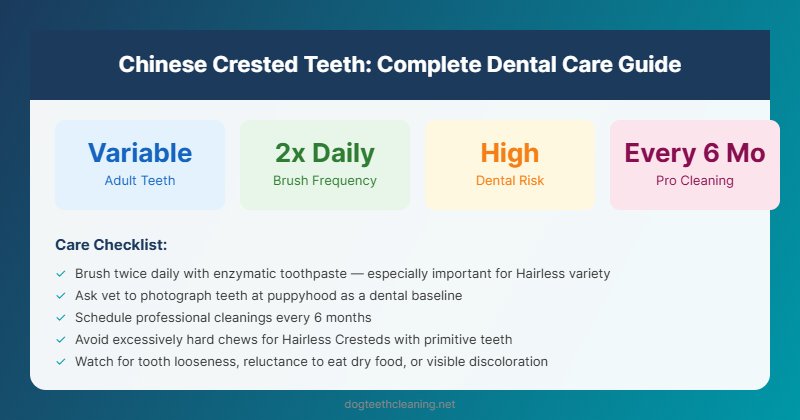 chinese crested teeth dental care guide infographic