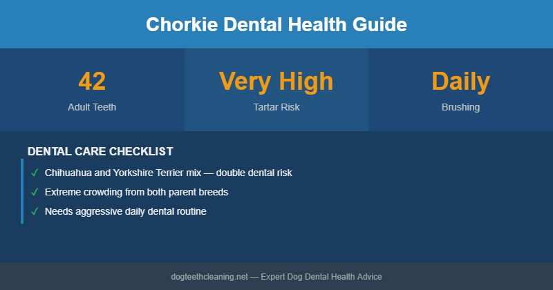 Chorkie dental health infographic
