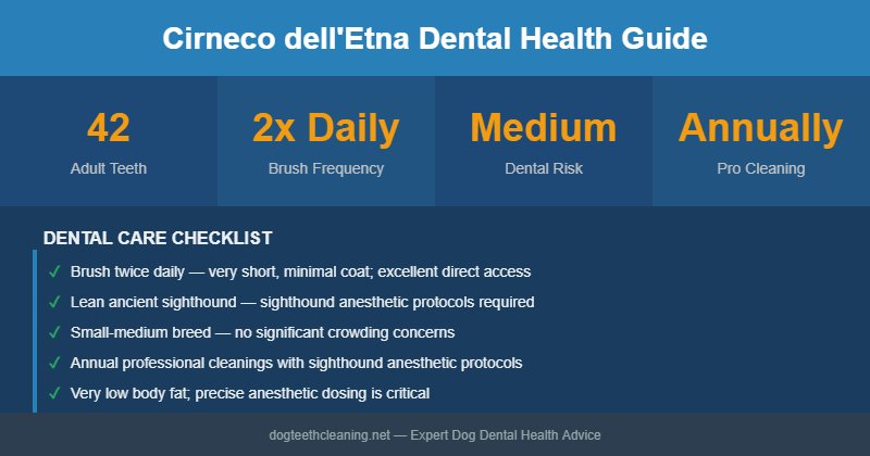 Cirneco dell'Etna dental health infographic