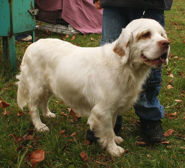 clumber spaniel teeth