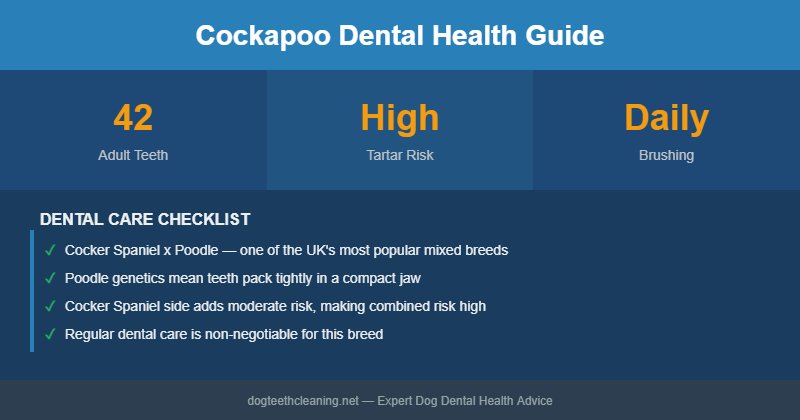 Cockapoo dental health infographic