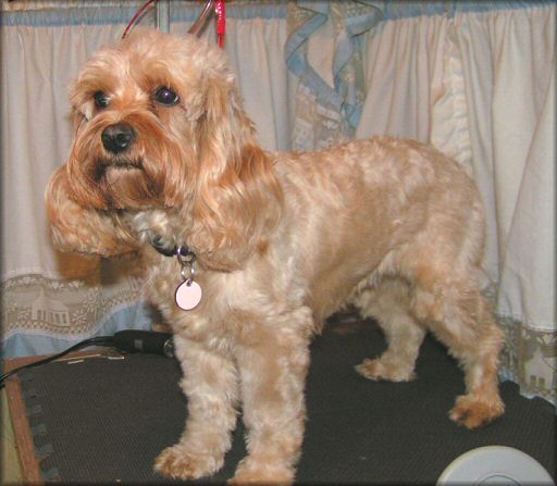 cockapoo teeth
