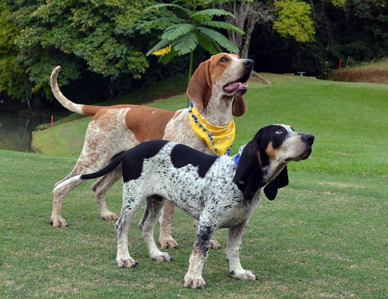 colombian fino hound teeth
