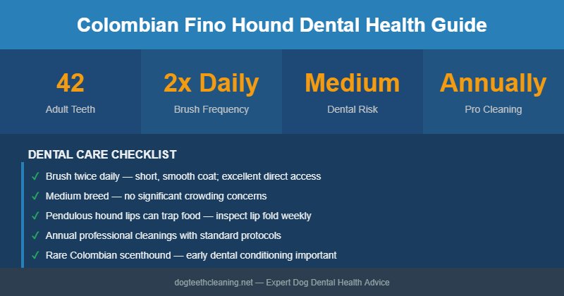 Colombian Fino Hound dental health infographic